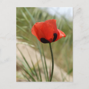 Poppy Postcard Vykort