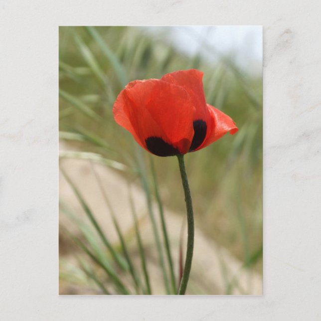 Poppy Postcard Vykort (Framsida)