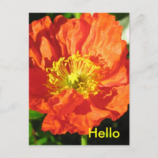 Poppy Postcard Vykort (Framsida)