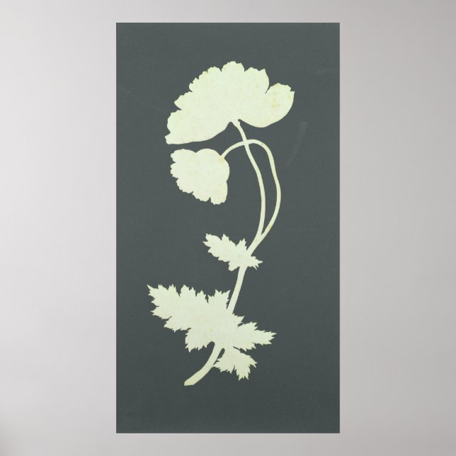 Poppy Poster (Framsidan)