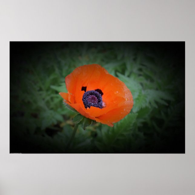 Poppy, Poster (Framsidan)