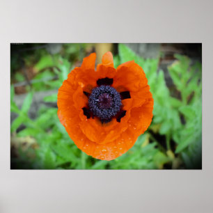 Poppy, Poster
