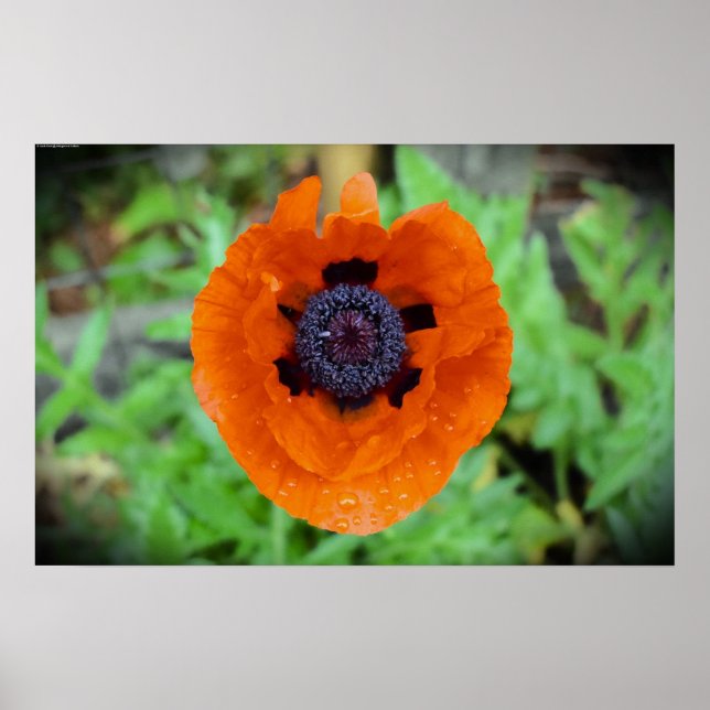 Poppy, Poster (Framsidan)