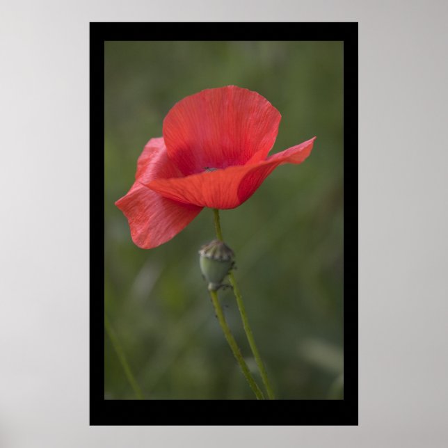 Poppy. Poster med cARTerART (Framsidan)