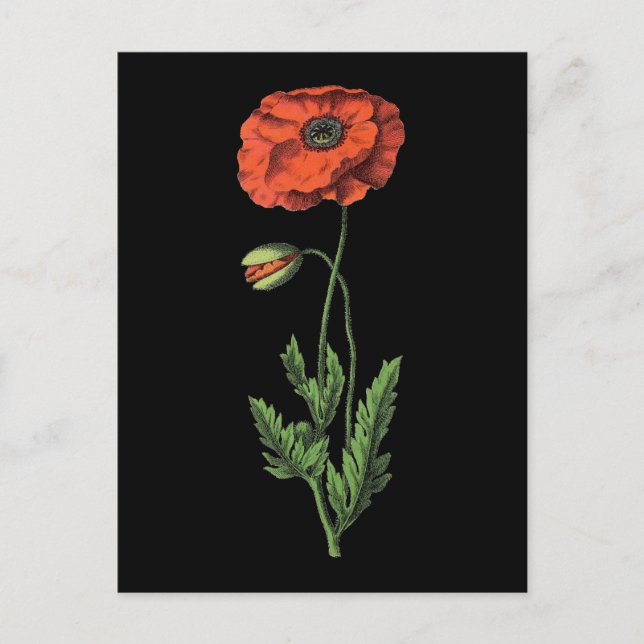 Poppy red vintage art vykort (Framsida)