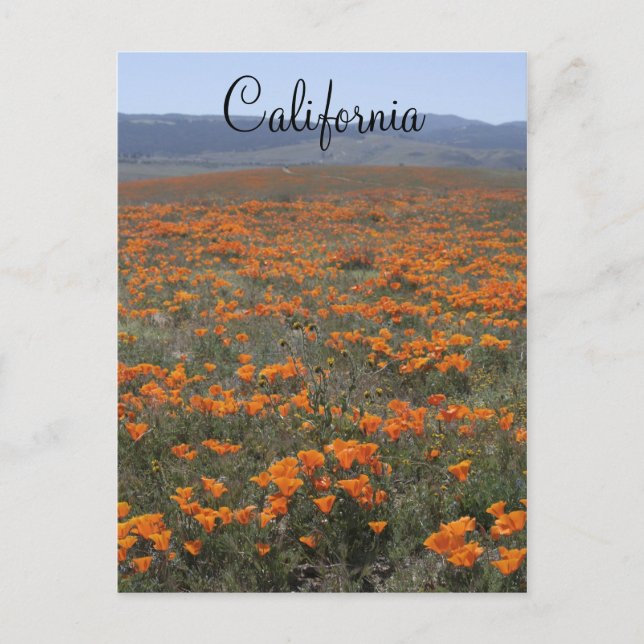 Poppy Reserve Vykort (Framsida)