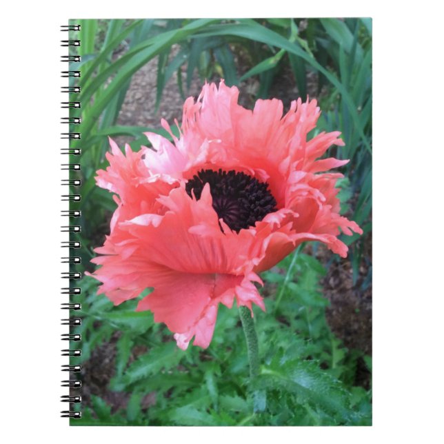 POPPY ’Rosa Ruffles’ — Anteckningsbok Med Spiral (Framsidan)
