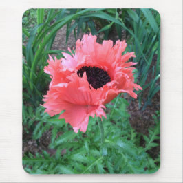 POPPY ’Rosa Ruffles’ — Musmatta