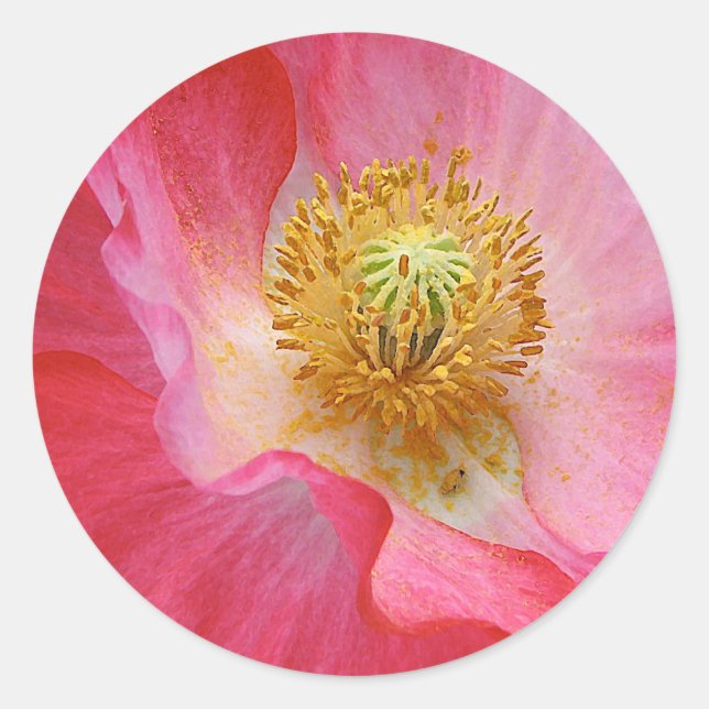 Poppy Runt Klistermärke (Framsida)