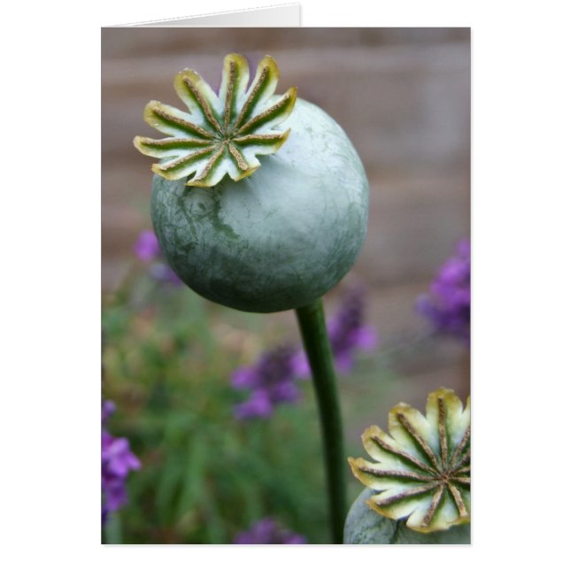 Poppy Seed Pods Card Hälsningskort (Framsidan)