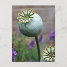 Poppy Seed Pods vycard Vykort
