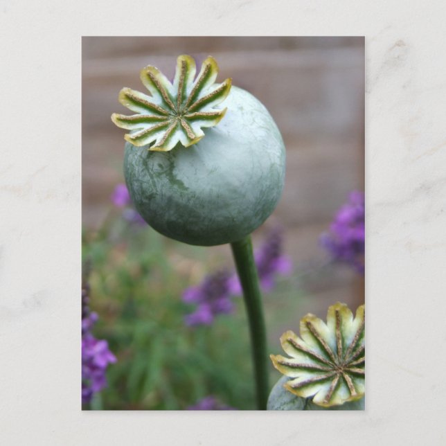 Poppy Seed Pods vycard Vykort (Framsida)
