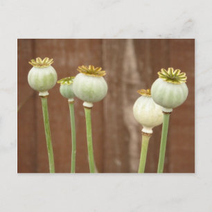 Poppy Seedheads Postcard Vykort