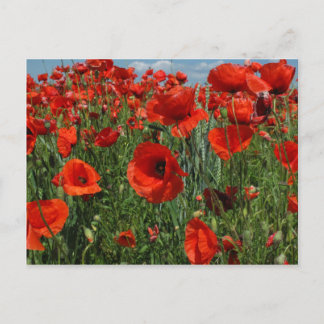 Poppy Seeds Flowers Fält Vykort
