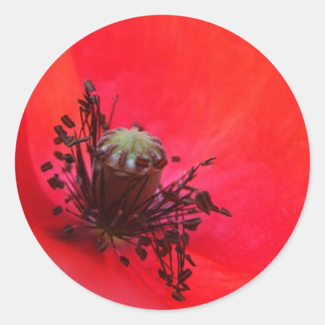 Poppy Stickers Runt Klistermärke (Framsida)