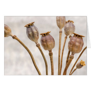 Poppy Straw-Poder OBS Kort