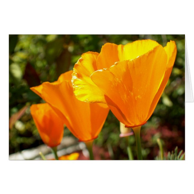 Poppy Trio Hälsningskort (Framsidan Horizontal)