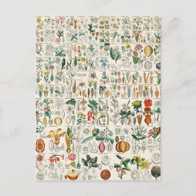 Poppy, Violet Plant Classifications Vykort (Framsida)