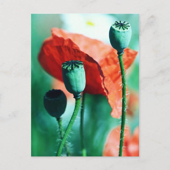 Poppy Vykort (Framsida)