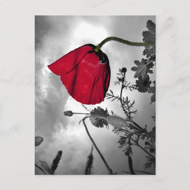 Poppy Vykort (Framsida)