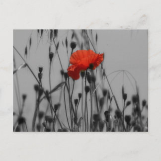 Poppy Vykort