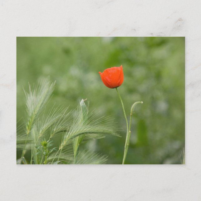 Poppy Vykort (Framsida)