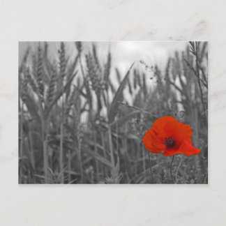 Poppy Vykort