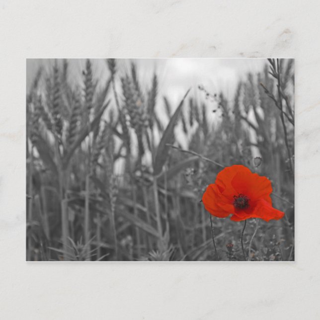 Poppy Vykort (Framsida)