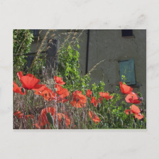Poppy-vykort Vykort