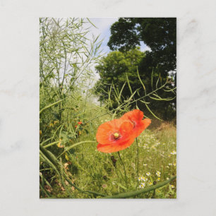 Poppy-vykort Vykort