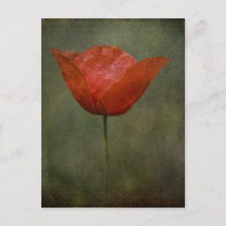 Poppy-vykort Vykort
