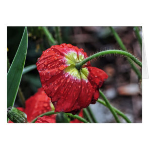 Poppy with Raindrops OBS Kort