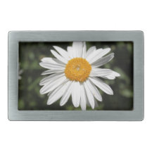 populär blomma, vit daisy av söt vild