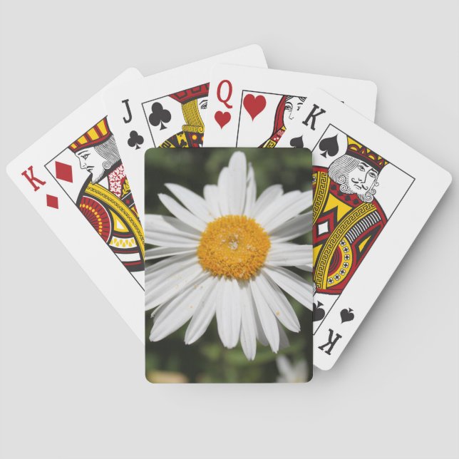 populär blomma, vit daisy av söt vild casinokort (Baksidan)
