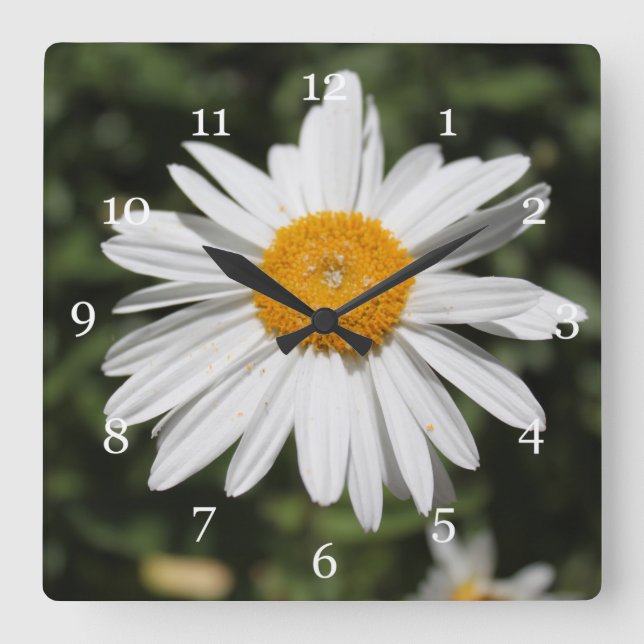populär blomma, vit daisy av söt vild fyrkantig klocka (Framsida)