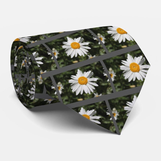 populär blomma, vit daisy av söt vild slips (Rullad)