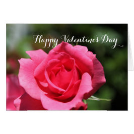 Populär perfekt rosa ros blomma Alla hjärtans lyck Hälsningskort