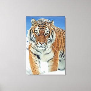 Populära Tiger-bergens Winter Nature-foto i Snö Canvastryck