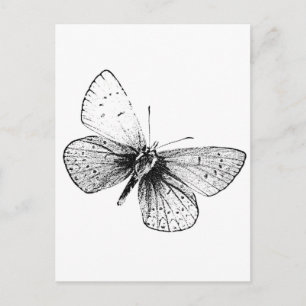 Popup Art Butterfly Vykort