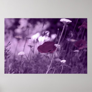 popup-lila poster