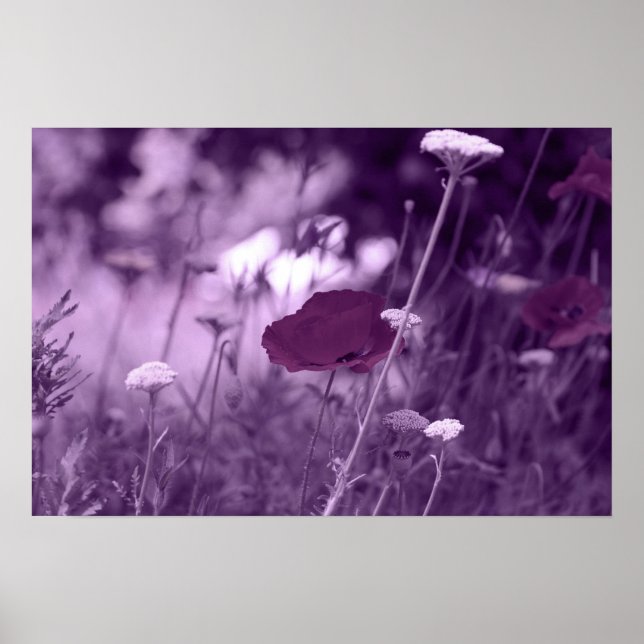 popup-lila poster (Framsidan)