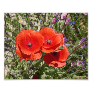 POPY FLOWERS FOTOTRYCK