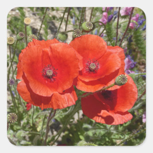 POPY FLOWERS FYRKANTIGT KLISTERMÄRKE