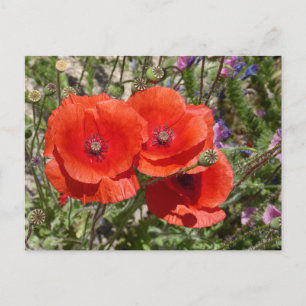 POPY FLOWERS VYKORT