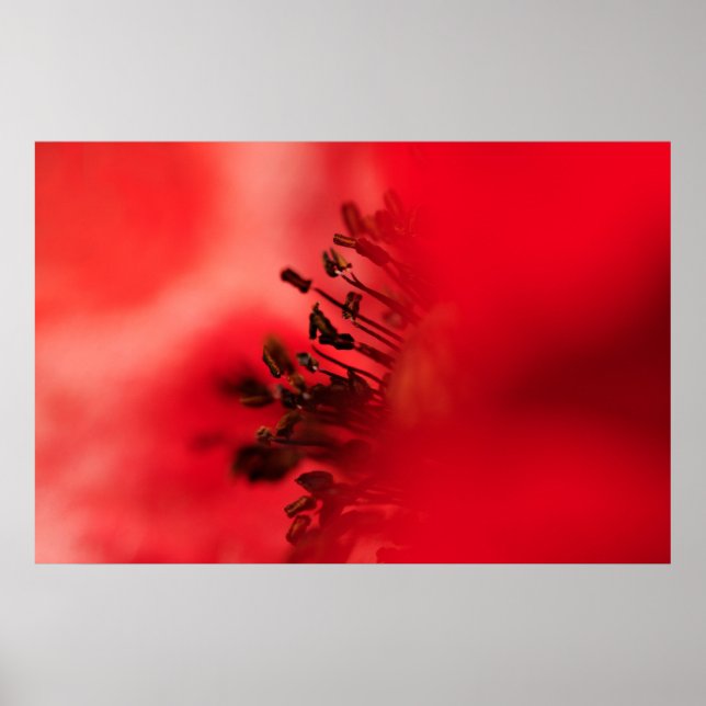 Popy-hjärta Poster (Framsidan)