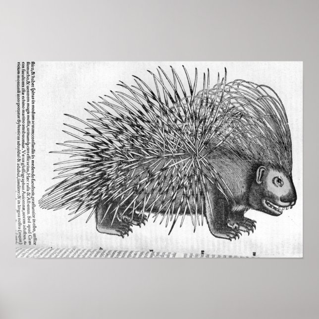 Porcupin från Historia Animalium Poster (Framsidan)