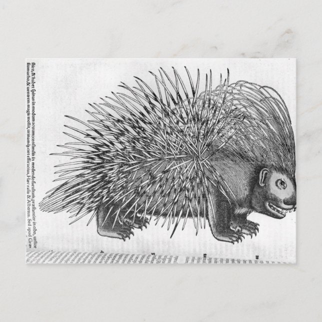 Porcupin från Historia Animalium Vykort (Framsida)