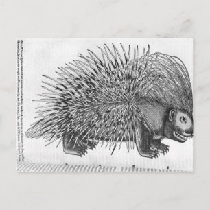 Porcupin från Historia Animalium Vykort