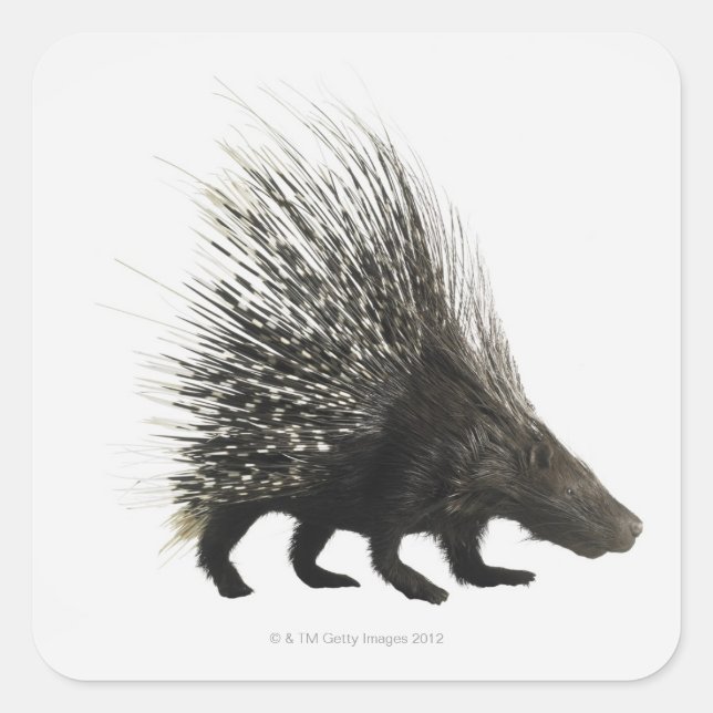 Porcupin Fyrkantigt Klistermärke (Framsida)