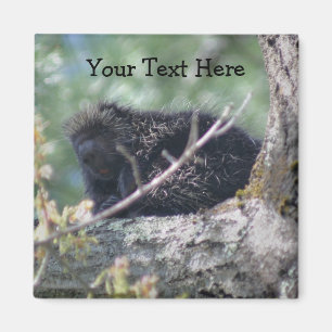 Porcupin i Träd-foto av animalt ursprung Magnet